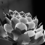 A black-and-white photograph of a succulent.