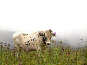 A photograph of a cow in a field of flowers.