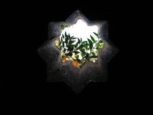 A photograph of plants seen through a star-shaped hole in the ceiling.