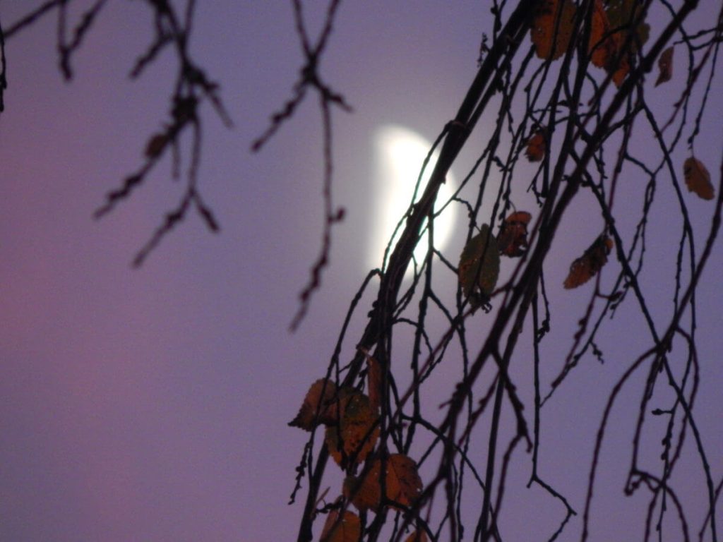 A photograph of the moon obscured by branches.