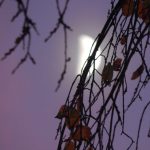 A photograph of the moon obscured by branches.