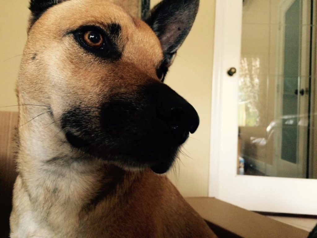 A photograph of a dog looking wistfully across the frame.