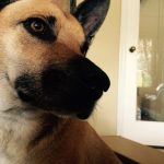 A photograph of a dog looking wistfully across the frame.