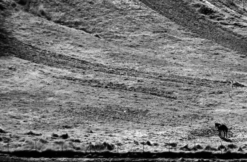 A photograph of a horse standing in a grassy field.