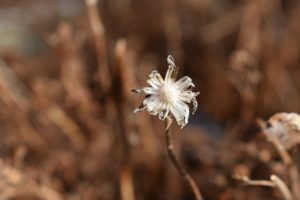 A photograph of a flower against a background of dead plants.