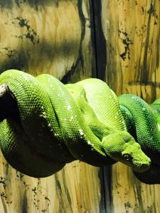 A photograph of a coiled green snake.