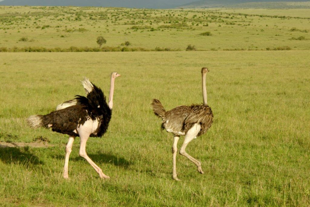 A photograph of two ostriches running through a plain.