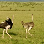 A photograph of two ostriches running through a plain.