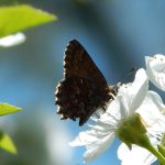 A photograph of a butterfly perched on a flower.