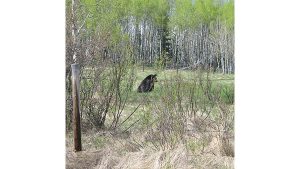 A photograph of a bear seen through a fence.