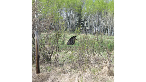 A photograph of a bear seen through a fence.