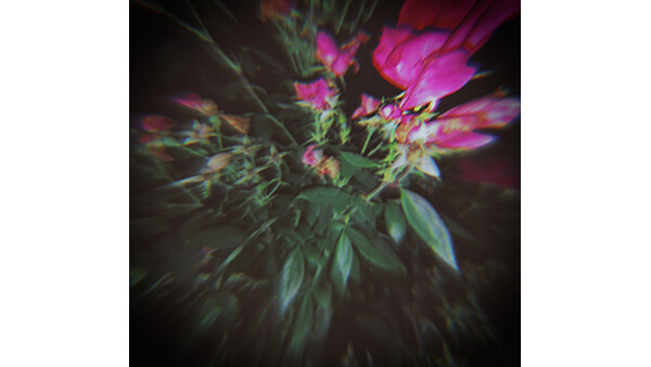 A blurry photograph of flowers with an old-fashioned feel.