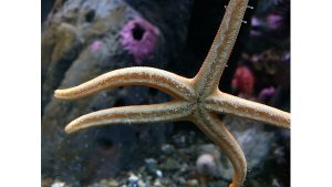 A photograph of a starfish, suctioned to a glass wall.