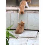 A photograph of two kittens reaching for each other.