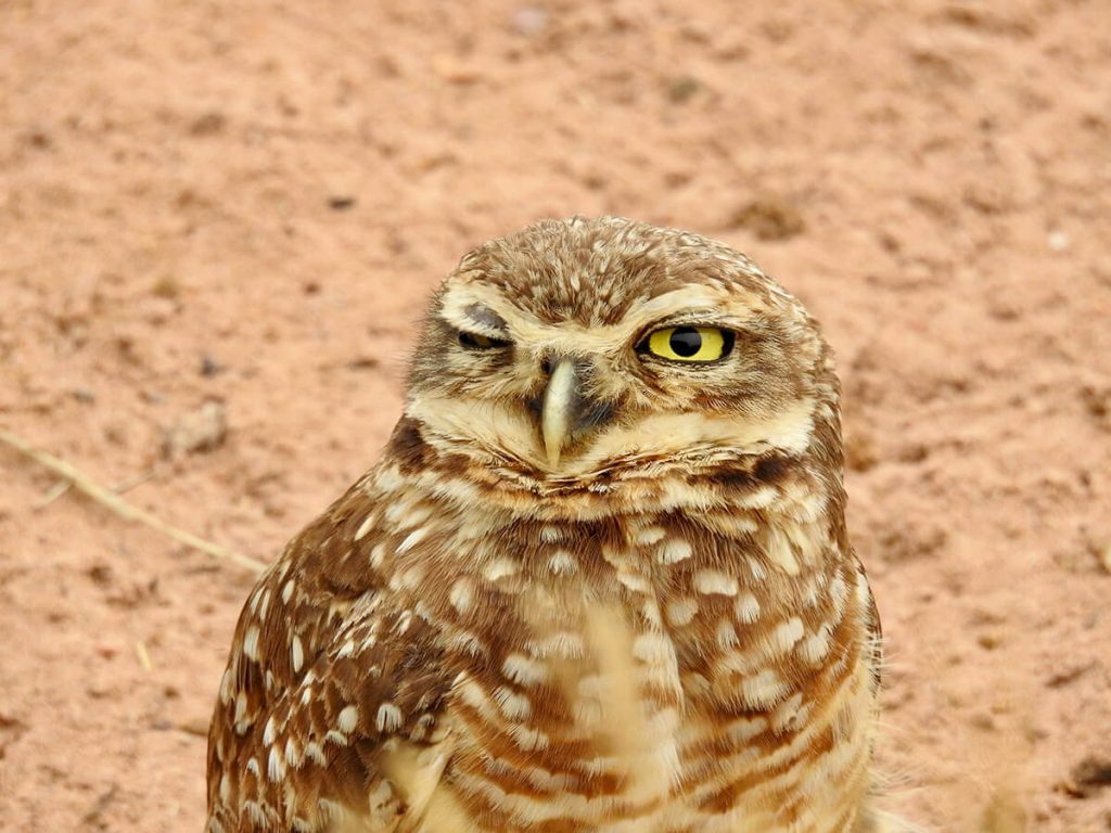 A photograph of an owl with one eye closed, as if winking.