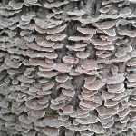 A photograph of mushrooms on a tree.