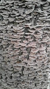 A photograph of mushrooms on a tree.