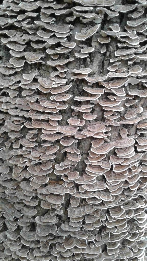 A photograph of mushrooms on a tree.