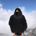 A photograph of a crow with mountains in the background.