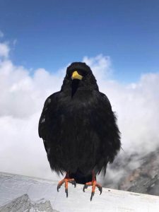 A photograph of a crow with mountains in the background.