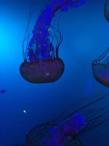 Jellyfish