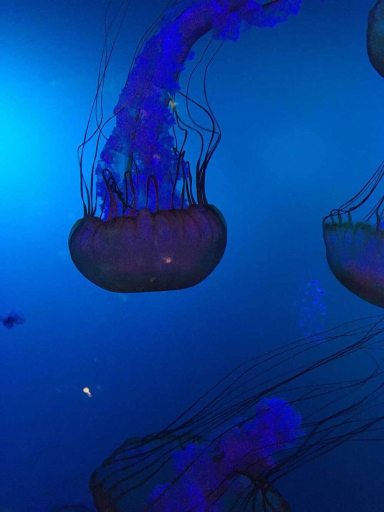 Jellyfish