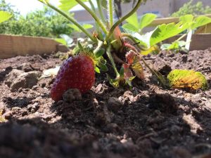 A photograph of a strawberry growing in a garden.