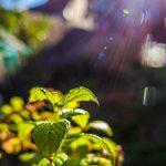 A photograph of a plant in streaming light.