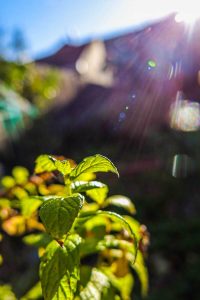 A photograph of a plant in streaming light.