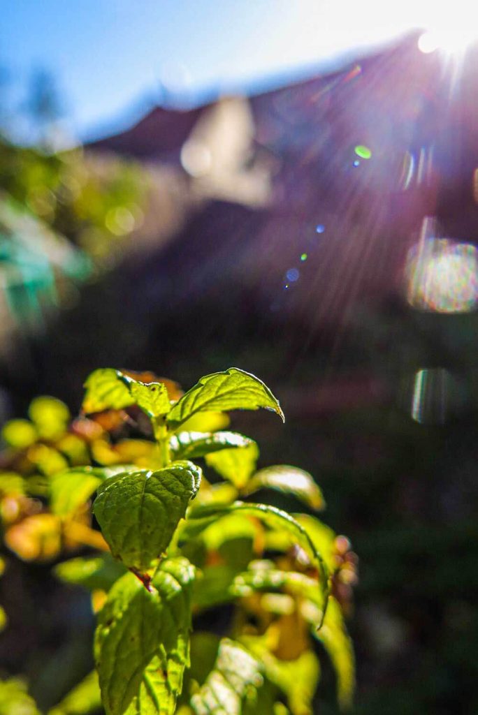 A photograph of a plant in streaming light.