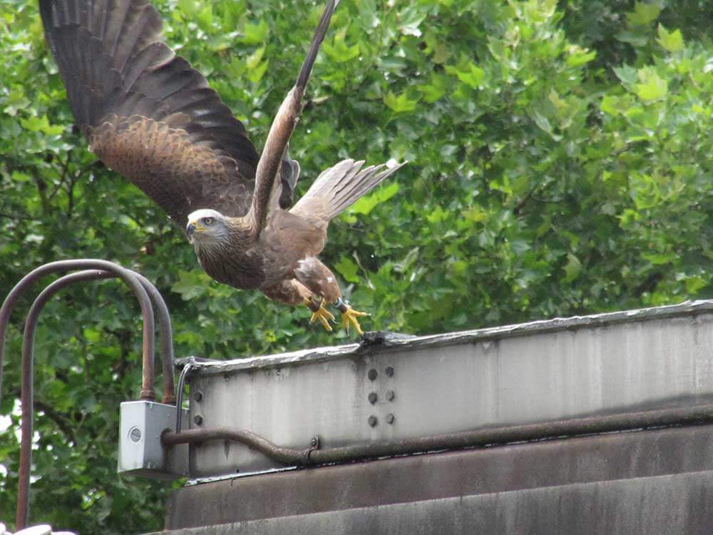 A photograph of a peregrine falcon taking flight.