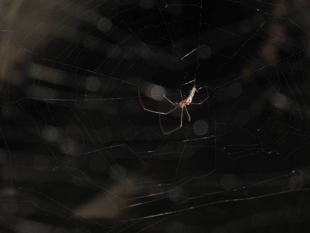 A photograph of a backlit spider.