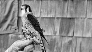 A black-and-white photograph of a hawk sitting on a gloved hand.