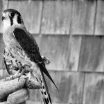 A black-and-white photograph of a hawk sitting on a gloved hand.
