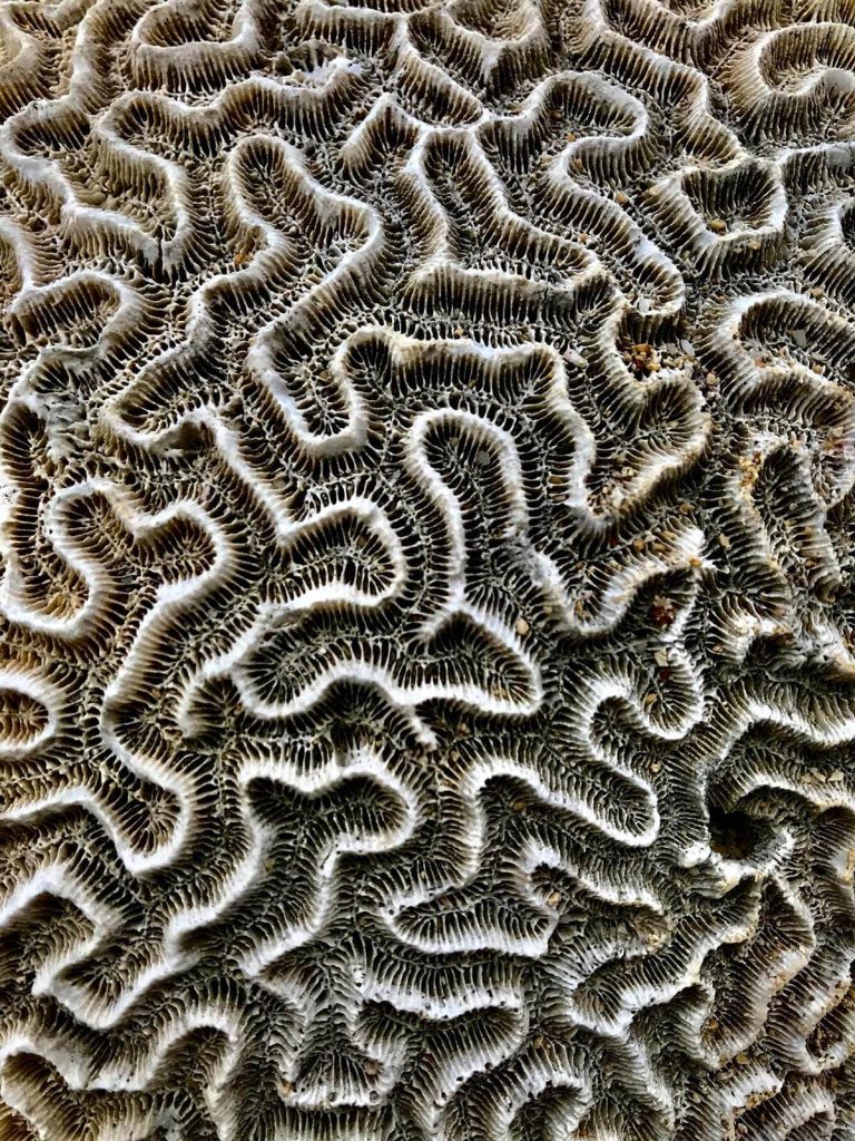 A photograph of a coral reef.