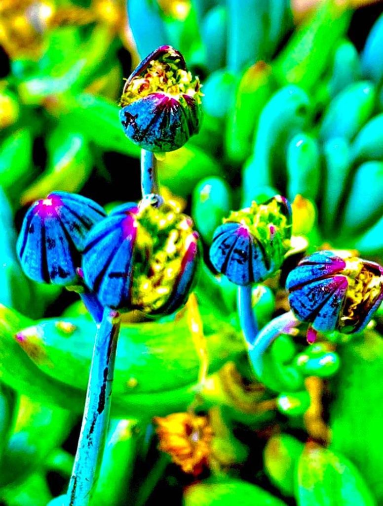 A vivid, almost neon photograph of flowers.