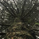 A photograph taken looking up at a tree.