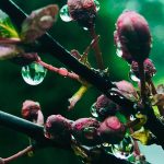 A photograph of raindrops glistening on flowerbuds.