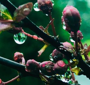 A photograph of raindrops glistening on flowerbuds.