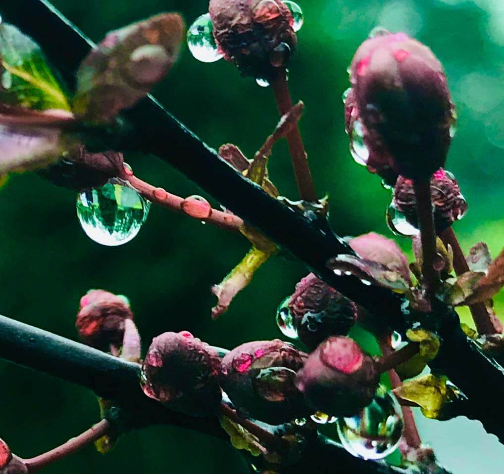 A photograph of raindrops glistening on flowerbuds.