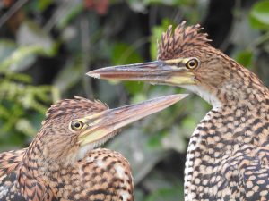 A close-up photograph of two birds facing each other.