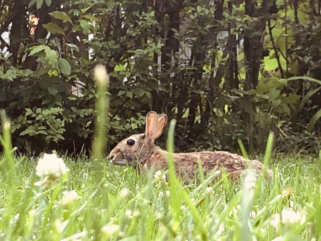 A photograph of a rabbit in the grass.