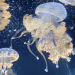 Ballet-of-the-Jellies